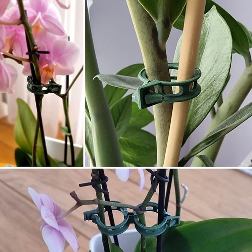 Pack 200 tomato plant - tomato, clips