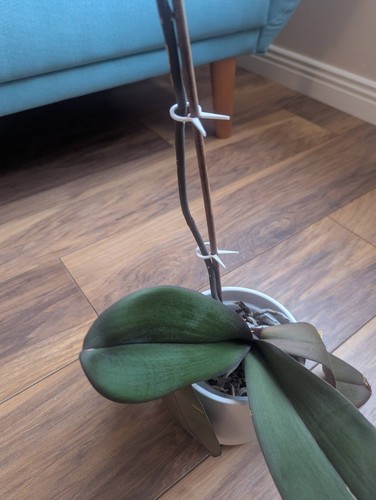 Flexible stake clip for - stake,