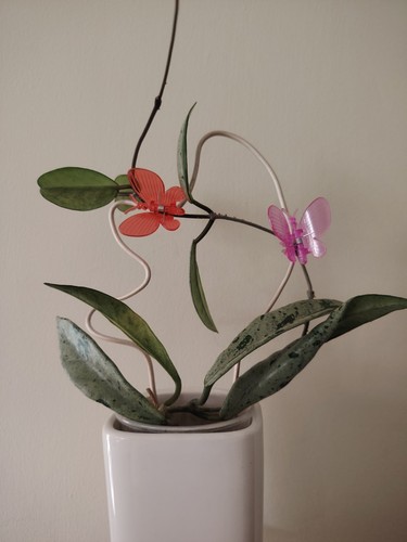 Orchid clips - orchid,