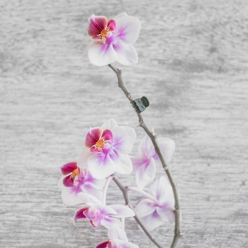 100pcs durable plastic orchid - plastic,