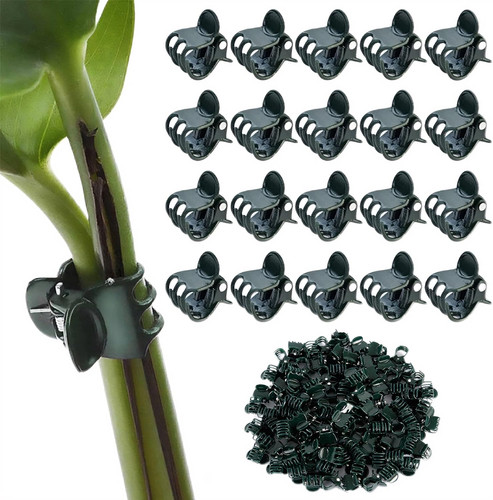 100 dark green plant - plant, support