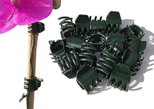 Pack lorbex orchid clips - 20,