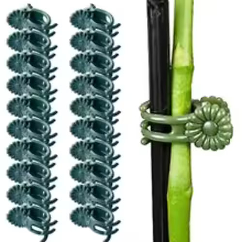 20pcs orchid plant - orchid,