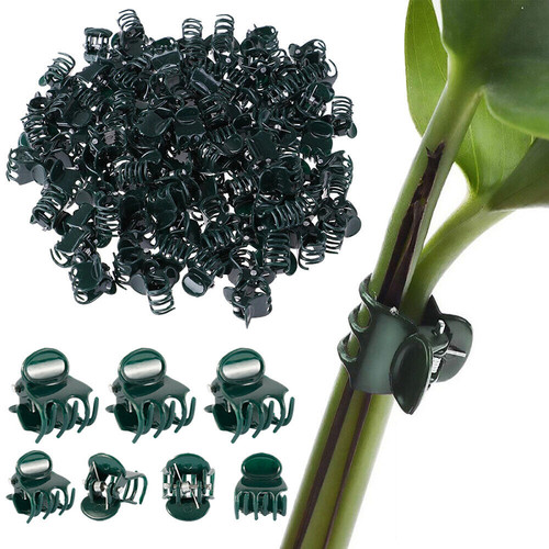 Orchid plant support - plant,